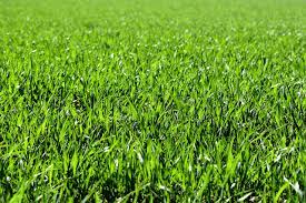 When To Plant Grass Seed In Idaho And How To Keep It Alive