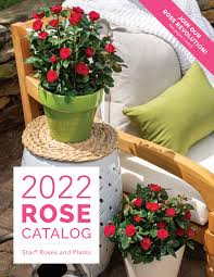 While so many of the new and returning varieties have exquisite blooms and are easy to grow, choosing unique rose characteristics, such as specific growth habits or bloom times that compliment your existing varieties requires some planning. 2022 Star Roses And Plants Rose Catalog By Star Roses And Plants Issuu