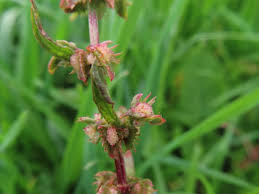 Image result for Rumex pulcher