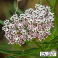 Asclepias Fascicularis California Narrow Leaf Milkweed Close Up Milkweed Plant Milkweed Asclepias