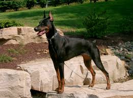 Red rock dobermans is a premier pet quality akc doberman breeder located in las vegas. Doberman Puppies For Sale In Ohio Petfinder