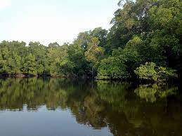Wawasan nusantara adalah cara bagi bangsa indonesia untuk melihat dirinya ( baik secara geografis) sebagai satu kesatuan ideologi, politik, ekonomi jawaban: Mangrove Yang Memberi Harapan Nelayan Sembilang Mongabay Co Id