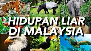 Malaysia adalah sebuah negara yang cukup kaya dengan khazanah alam kerana terdapat pelbagai jenis spesies flora dan fauna yang sentiasa melata dalam habitat semula jadi mereka namun, apa yang menyedihkan adalah kerakusan manusia meneroka dan mengejar pembangunan telah. Hidupan Liar Di Malaysia Youtube