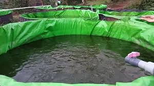 Sukses Ternak Lele Kolam Terpal Youtube