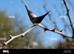 Image result for Acacia luederitzii