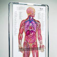 Select from premium anatomy charts images of the highest quality. Thinman Sequential Human Anatomy Figure Denoyer Geppert Denoyer Geppert Science Company