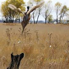 Professional Dog Trainers For Upland Birds And Waterfowl Hunting