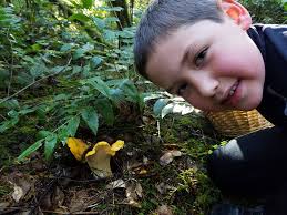 Cantharellus cascadensis mushroom species in Lane County