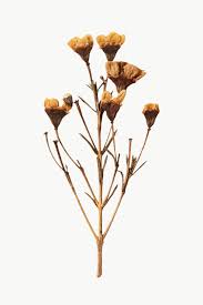 Dried Wax Flower Design Element Free Image By Rawpixel Com Teddy Rawpixel In 2020 Wilted Flowers Flower Aesthetic Dried Flowers