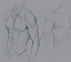 Learn about upper torso anatomy lab with free interactive flashcards. Figure Drawing Upper Body