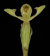 Image result for Disperis dicerochila