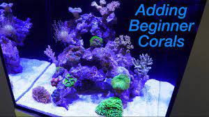 We did not find results for: How To Setup A Reef Tank Part 4 Hardy Beginner Corals And Where To Place Them Youtube