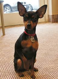 Are you trying to determine how much a puppy with breeding rights and papers would cost? Jewelry Store Raleigh Antique Jewelry Cary Engagement Rings Diamonds Raleigh Mini Pinscher Miniature Pinscher Puppies