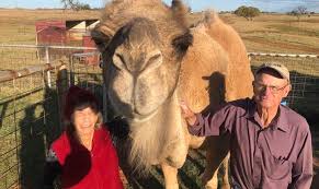 These have been used to cross breed with camels of normal coloration in the hope of commanding higher prices for the more unusual spotted patterns unique to the breed. Camels In Oklahoma Living Alongside The Cows And The Llamas