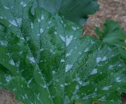 White powdery mildew (aka white powdery mold) can be the cause of white spots on your leaves white powdery mildew is usually a minor annoyance that can be easily fixed, but if you don't catch it make sure to consult the instructions on your treatment of choice to find the recommended dosage. Got Powdery Mildew Here S Help Kevin Lee Jacobs