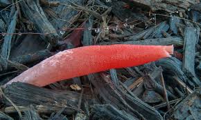 Image result for Mutinus elegans