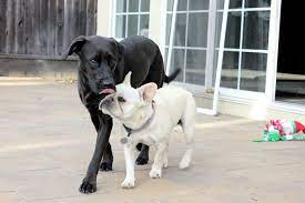 Lilac french bulldog puppy pet price $5,000 full akc. Bailey Bella Frenchie French Bulldog Labrador My Dream French Bulldog Labrador Mix Animals Friends