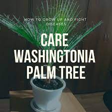 Care Washingtonia Palm Tree Washingtonia Palm Palm Trees Palm Garden