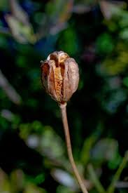 Image result for Microglossa densiflora