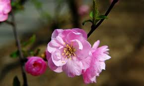 Image result for mandloň trojlaločná