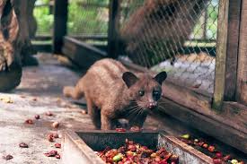 Kedi Diskisindan Uretilen Dunyanin En Pahali Kahvesi Kopi Luwak Kilosu 1000 Dolar Ntv
