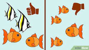 How To Take Care Of Goldfish With Pictures Wikihow