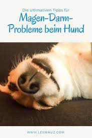 die ultimativen tipps fur magen darm probleme beim hund leswauz hund hat durchfall durchfall beim hund durchfall hund