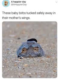 Wholesome Animal Memes For A Wholesome Week Cute Little Animals Animals Baby Animals