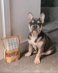 Pin By Pokemon76 On French Bulldog Puppies Cute Baby Animals French Bulldog Puppies Frenchie Bulldog