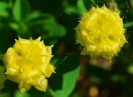 Image result for Trifolium campestre