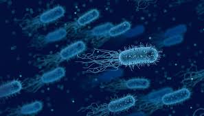 Lo stafilococco aureus non solo condiziona la gravità della dermatite atopica (da) ma svolge un importante ruolo nel provocare la malattia . Nuovo Antibiotico Contro Lo Stafilococco