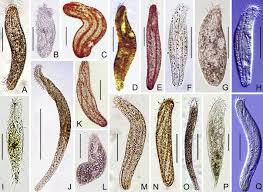 Image result for Physotrichia