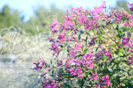 Image result for Vernonia kirkii