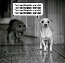 I Always Feel Like Somebody S Watching Me Funny Cats Dogs Rivalry Funny Dog Pictures Funny Dogs Animal Jokes