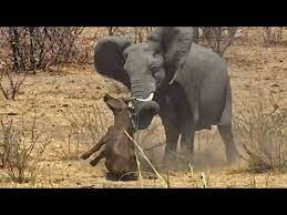 Elephant Stabs And Kills Buffalo Youtube
