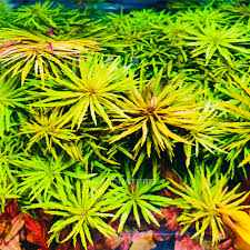 Image result for Limnophila