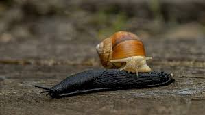 Buone, salutari e a impatto zero, le chiocciole le lumache e la birra, piatto con cui christian milone della trattoria zappatori di pinerolo (torino) vinse la seconda. Come Eliminare Le Lumache Da Orto E Giardino
