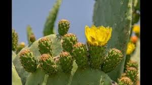 وصلاة الجماعة في حلم الفتاة العزباء هي علامة على الزواج بإذن الله، ومن رأت أنها تقوم بصلاة المغرب في جماعة فهي علامة على الاستعداد للزواج وسوف تتزوج من رجل صالح. ØªÙØ³ÙŠØ± Ø­Ù„Ù… Ø±Ø¤ÙŠØ© Ø´Ø®Øµ ÙŠÙ‡ÙˆØ¯ÙŠ ÙÙŠ Ø§Ù„Ù…Ù†Ø§Ù… Ù„Ø§Ø¨Ù† Ø³ÙŠØ±ÙŠÙ† Ø¯ÛŒØ¯Ø¦Ùˆ Dideo