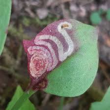 Image result for Enteucha acetosae