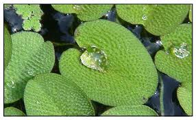 Image result for Salviniaceae