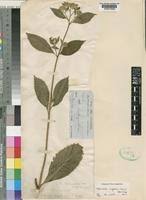 Image result for Bothriocline