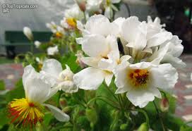 Image result for Sparrmannia africana