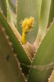 Image result for Aloidendron tongaense