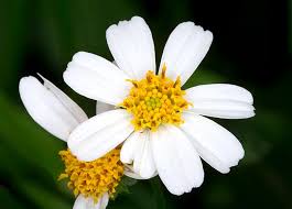 Image result for Bidens pilosa