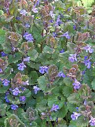 Check spelling or type a new query. Glechoma Hederacea Wikipedia