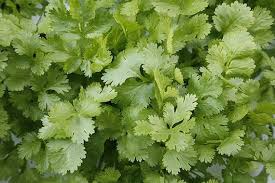 Image result for Coriandrum sativum