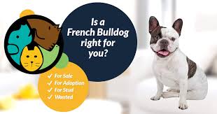 We take in french buiidogs from sheiters, owner surrenders, puppy miiis. French Bulldog Dogs And Puppies For Sale In The Uk