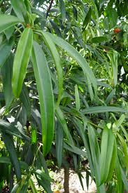 Image result for Ficus barteri