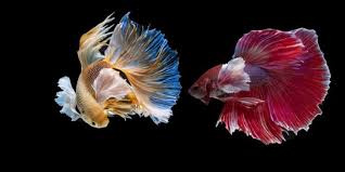 We did not find results for: 7 Jenis Ikan Hias Air Tawar Yang Cantik Dan Mudah Dipelihara Merdeka Com