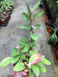Image result for Begonia kisuluana